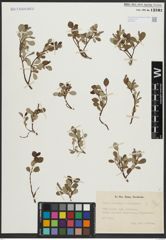 Foto von Salix arbuscula L. x Salix reticulata L.